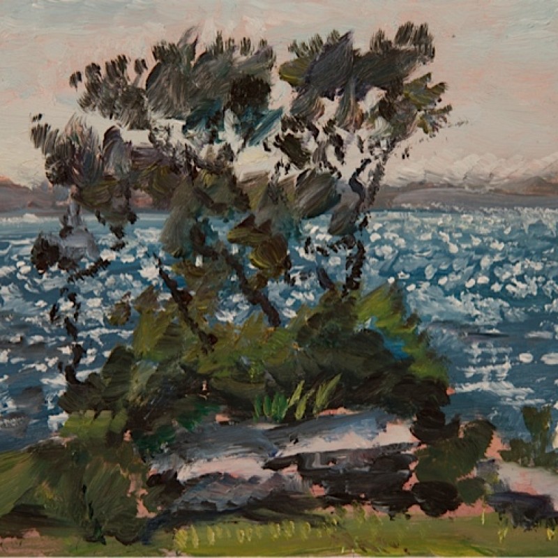Morning light, Nielsen Park