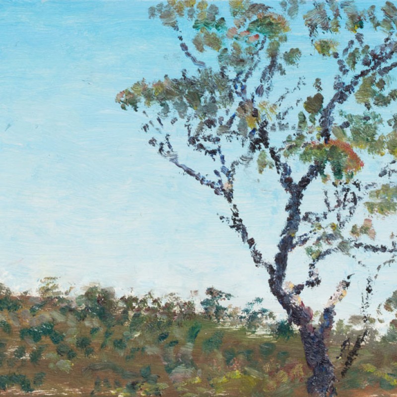 Big Eucalypt, Torokina I