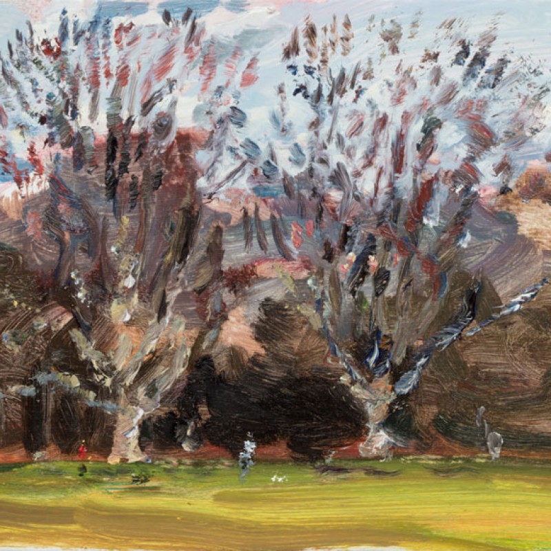 Winter Plane Trees, Rushcutters Bay Park