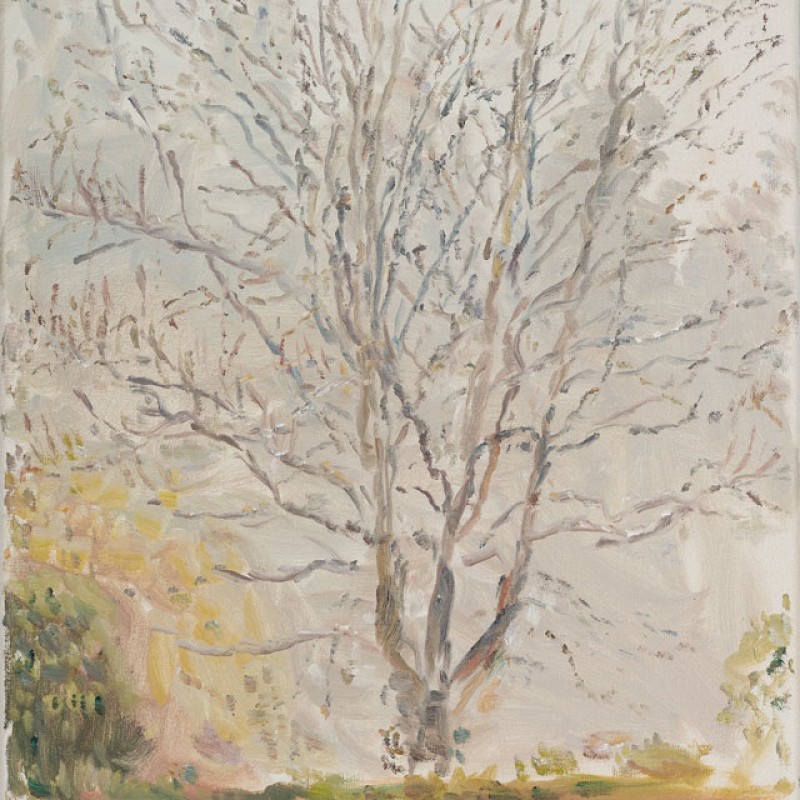 Misty tree, Mount Lofty