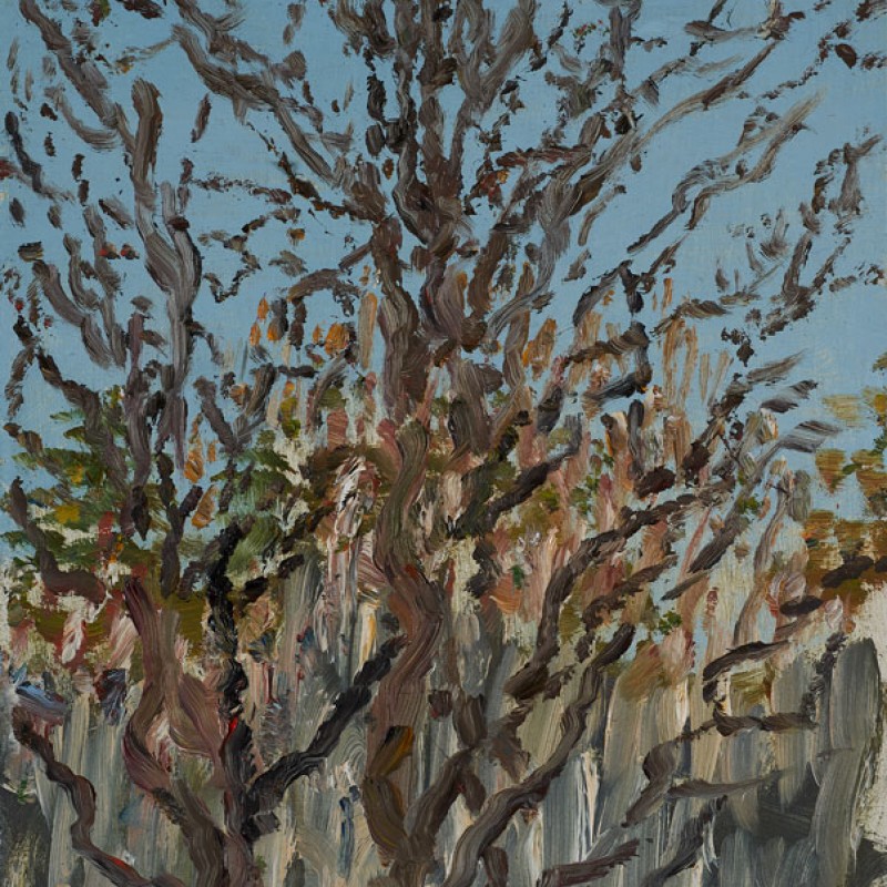 Winter afternoon, Mount Lofty I