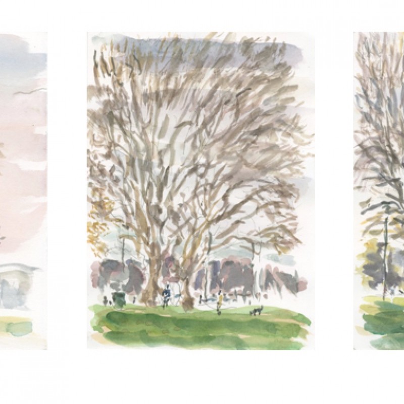 Winter Plane Trees, Rushcutters Bay Park (triptych)