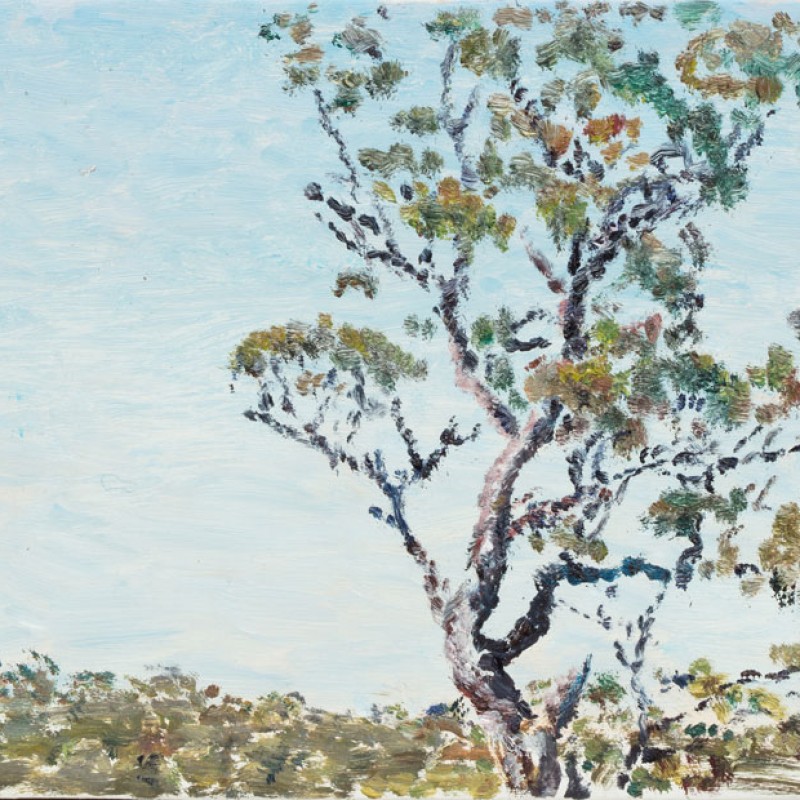 Big Eucalypt, Torokina II