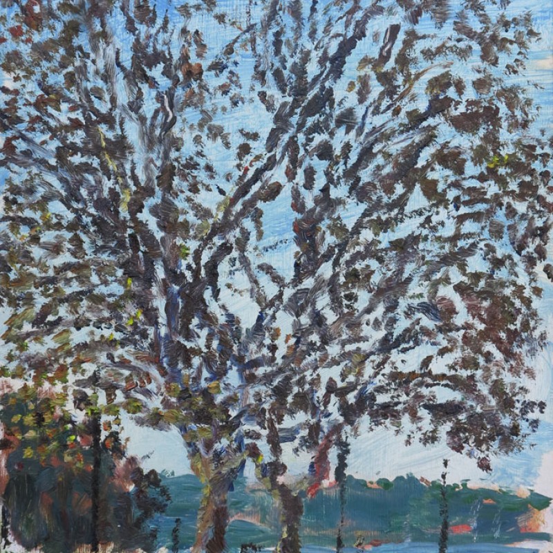 Winter Plane Trees, Rushcutters Bay Park II