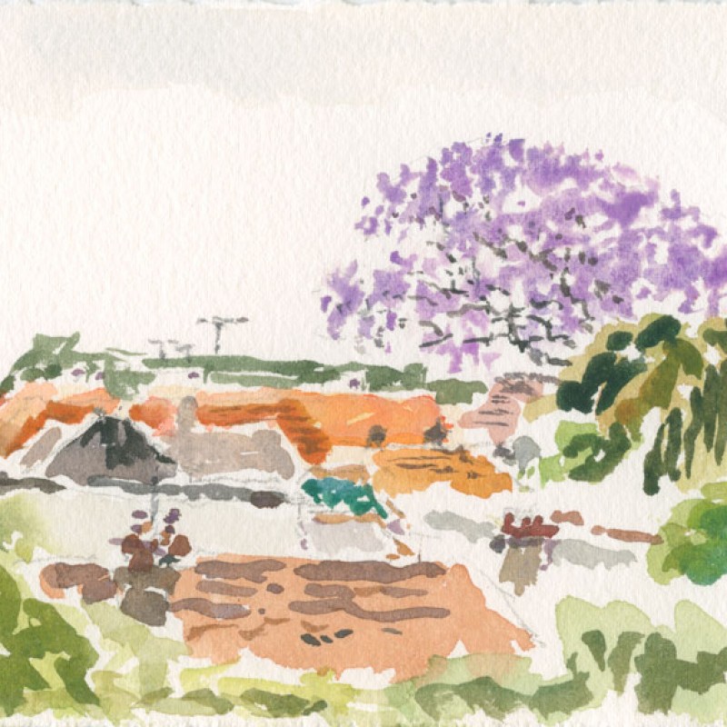 Jacaranda, Cavey Street Marrickville