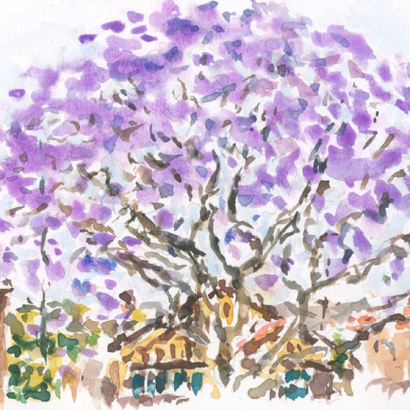 Jacaranda, Charlotte Avenue, Marrickville II
