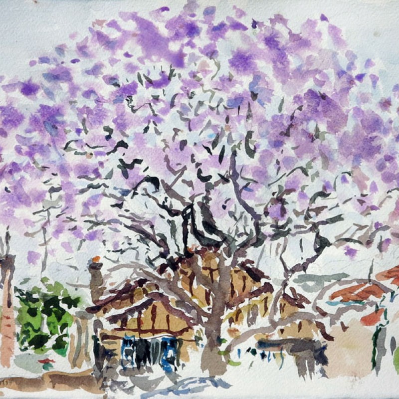 Jacaranda, Charlotte Avenue, Marrickville I
