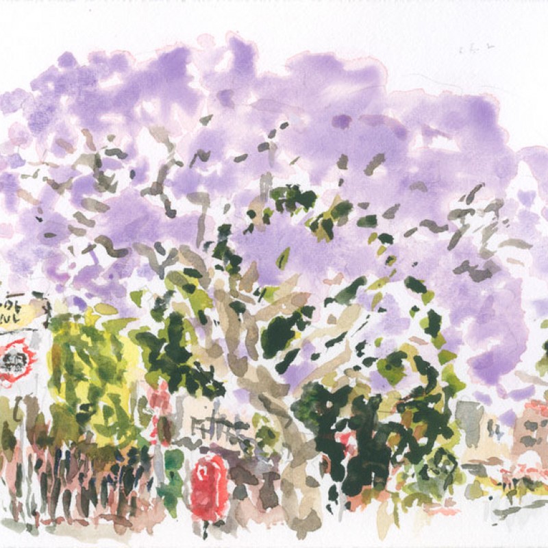 Jacaranda, Henson Street, Summer Hill