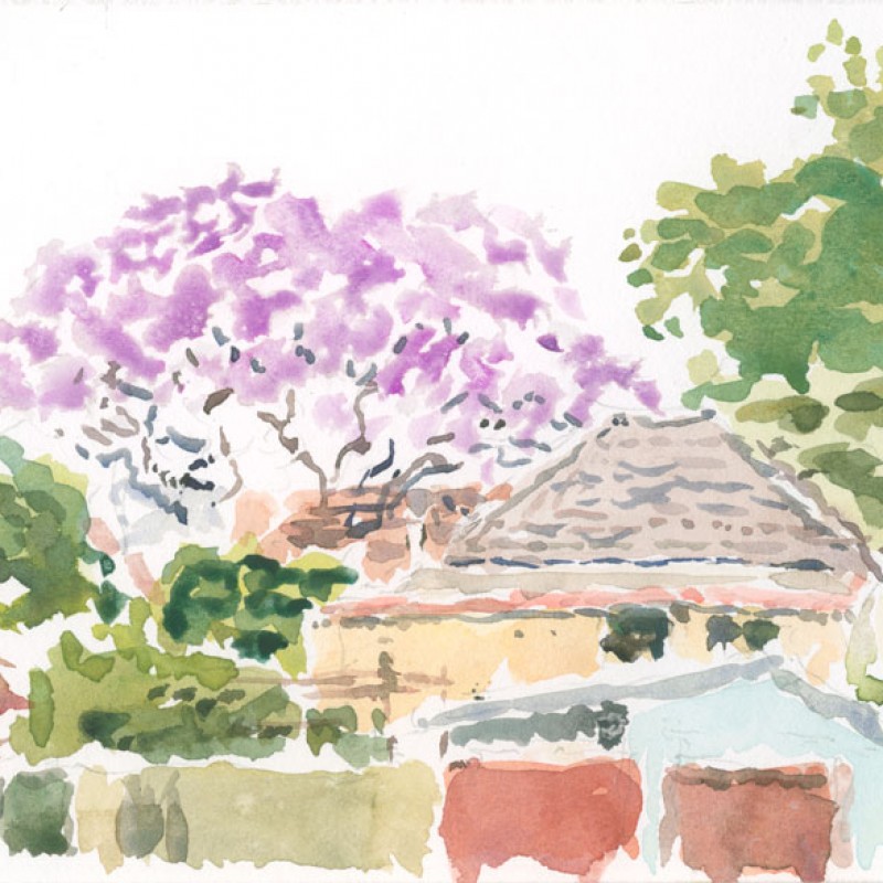 Jacaranda, behind Greenbank Road, Marrickville
