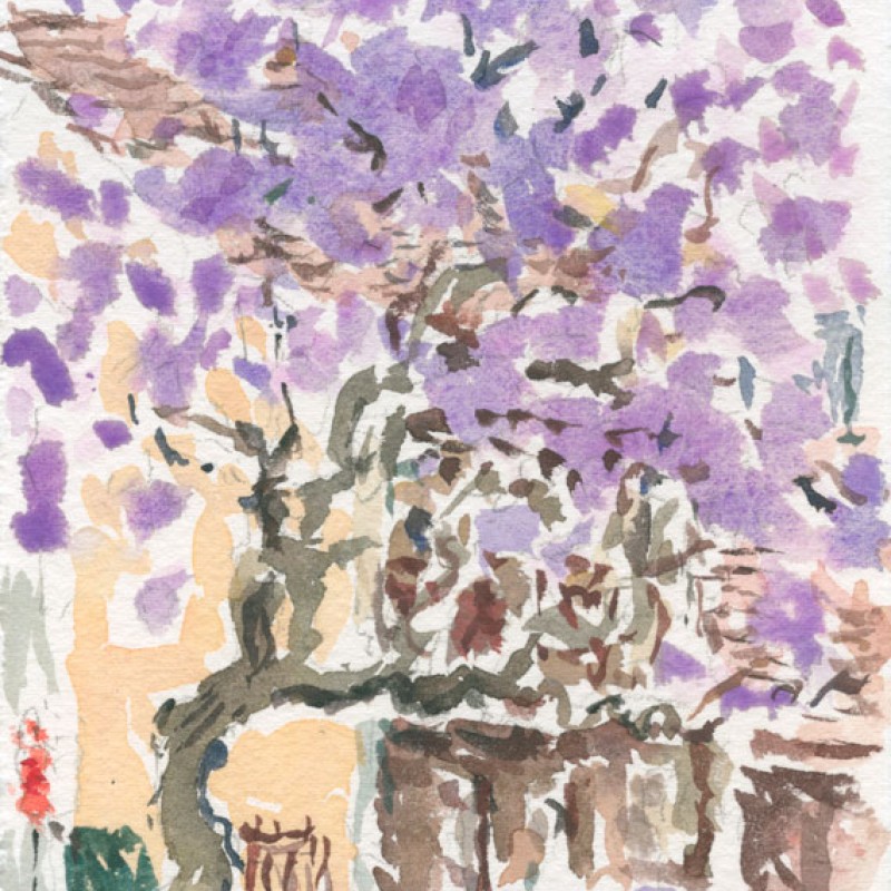 Jacaranda, Ashmore Street, Erskineville