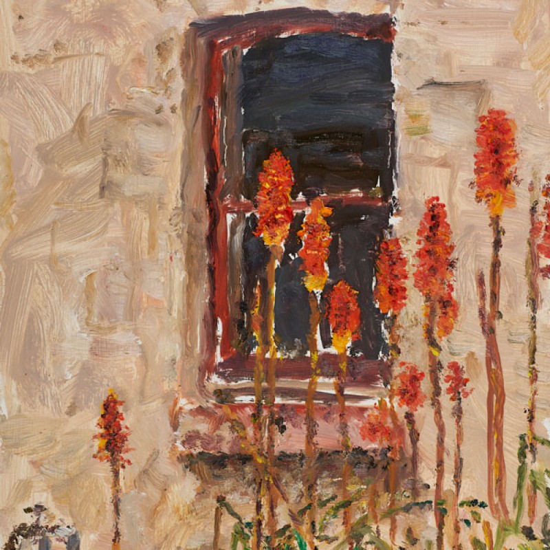 Poker flowers outside the kitchen, Mount Lofty (study)
