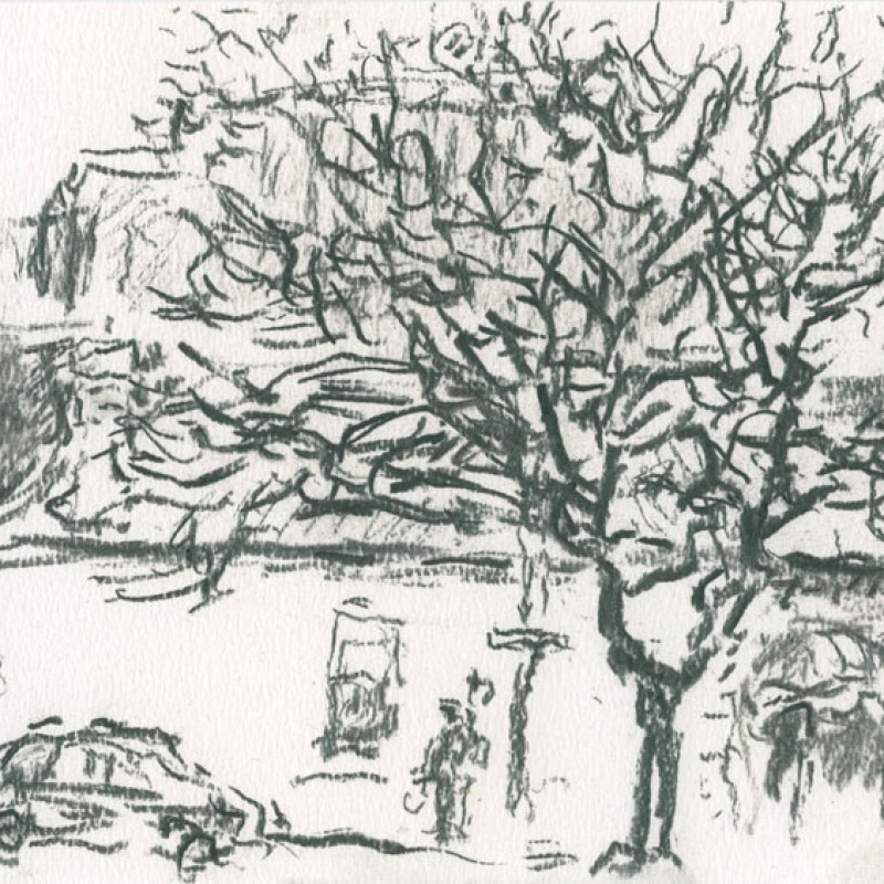 Winter tree, Gouger Street