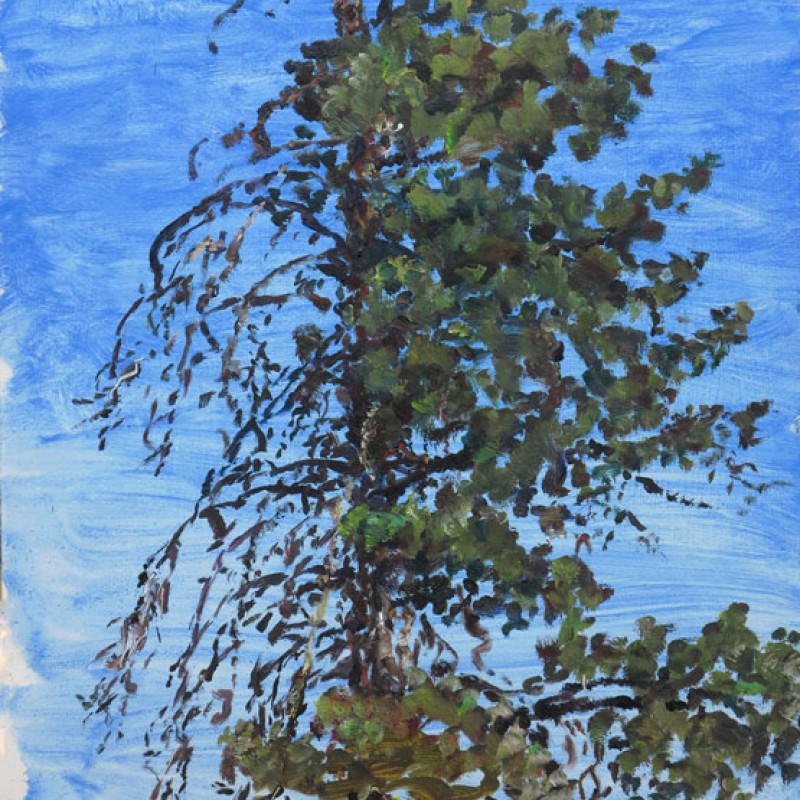 Calitris Pine, Oratunga