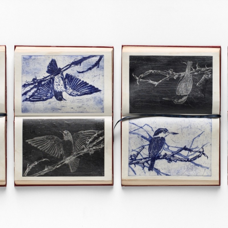 False ornithology indigo diaries