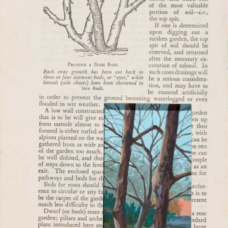 Plum Between Trees Hillston Page 86