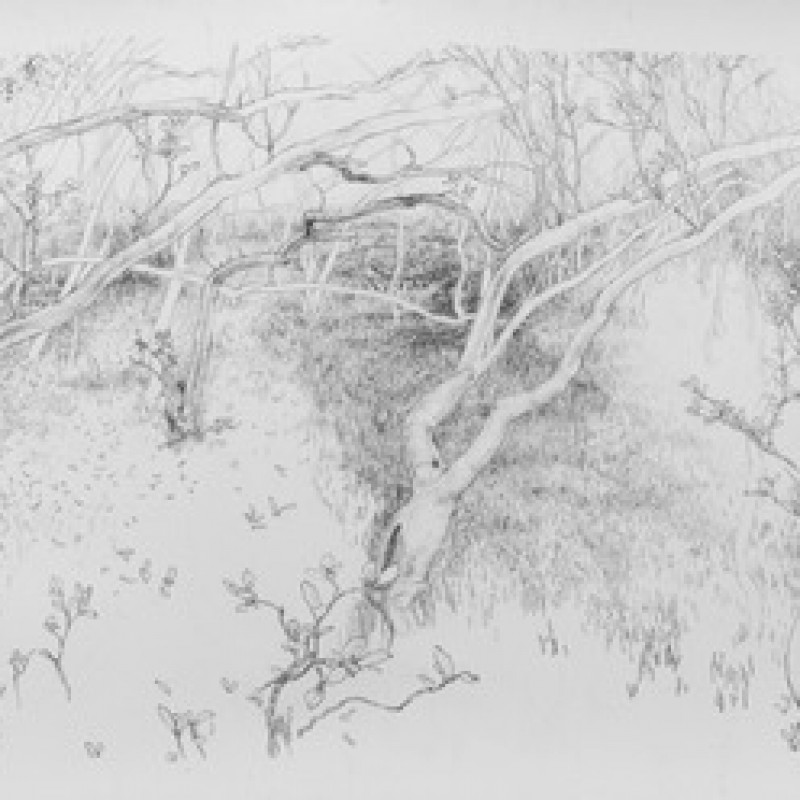 Mangroves