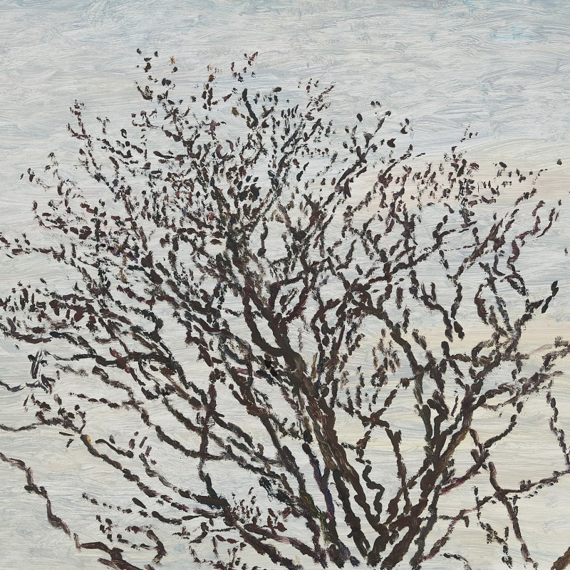 Winter Plane Tree, Evening