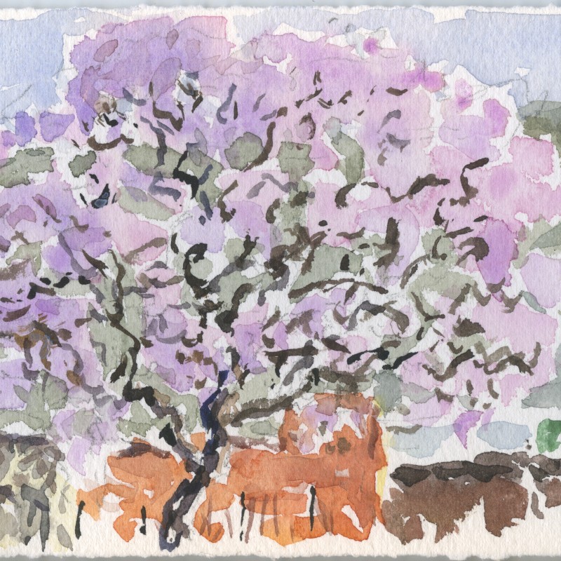 Jacaranda, Morphett Street II