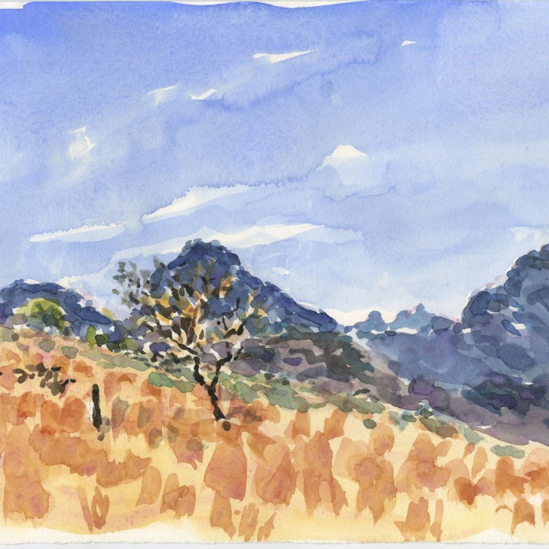 Old Fence line, Arkaba, looking North