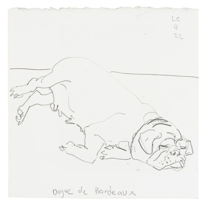 Dogue de Bordeaux