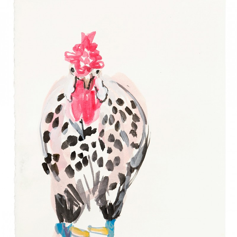 Hamburg Silver Spangled Cock