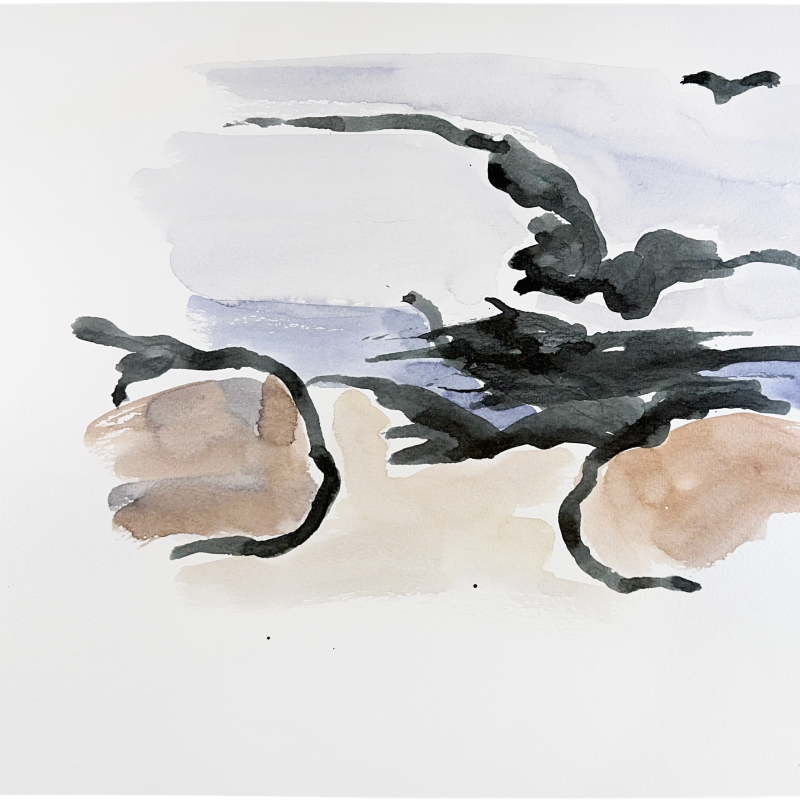 Seagull