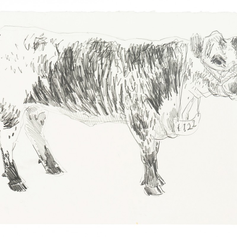 Cow