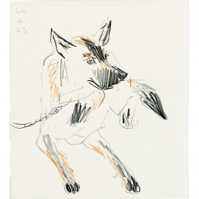 Dog