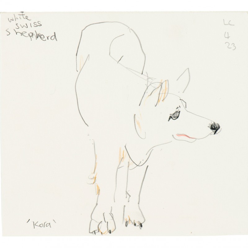Kora, White Swiss Shepard