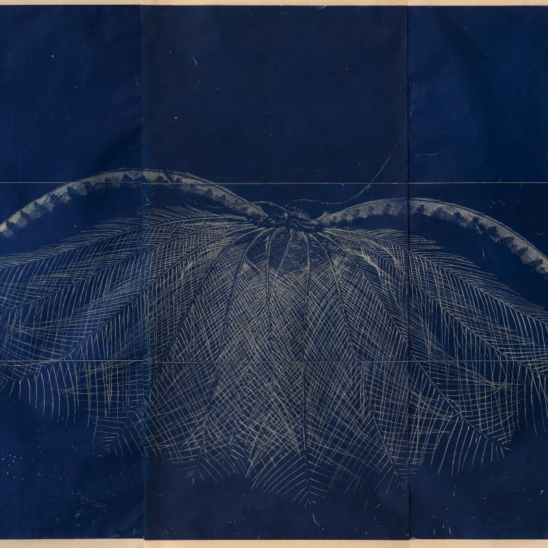 Dawn Survey Indigo
