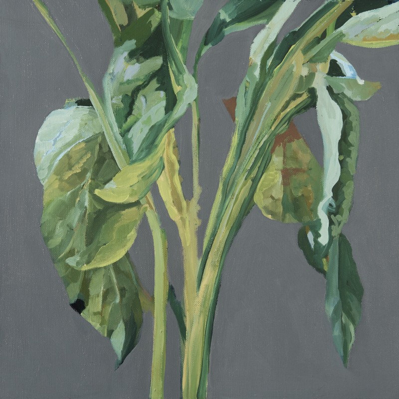 Celosia Study I
