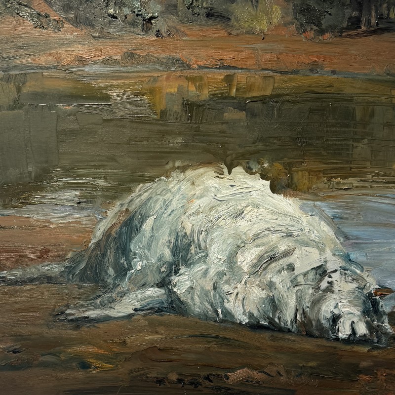 Dead Sheep
